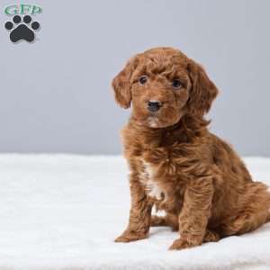 Challie, Miniature Poodle Puppy